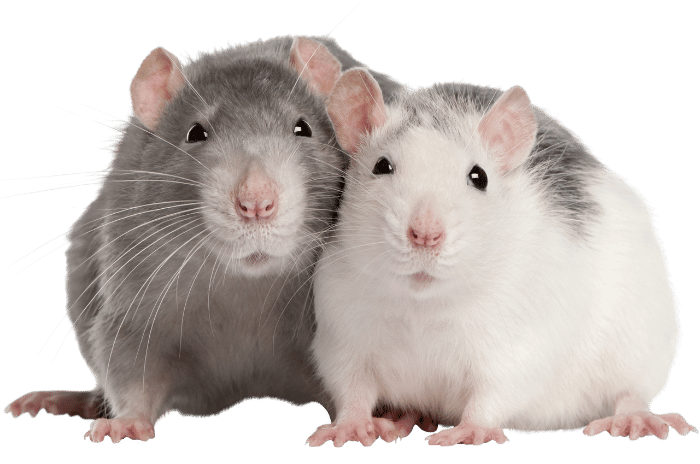 TPL Integrated Rodent’s Managements