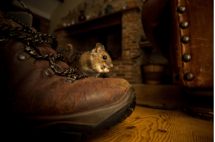 House mouse