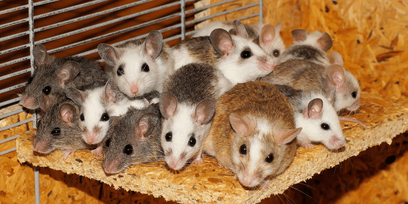 TPL Integrated Rodent’s Managements