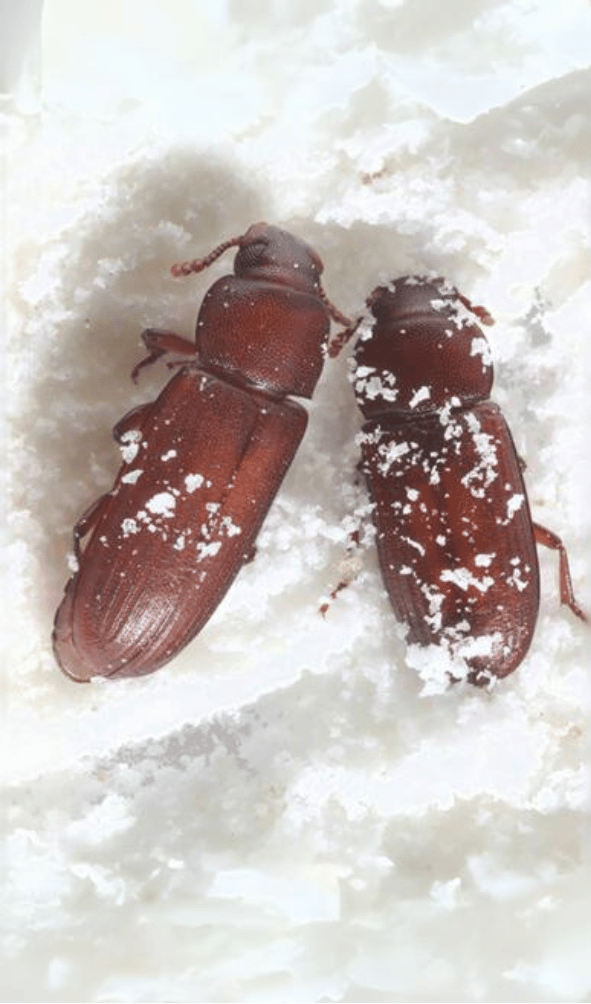 Red Flour Beetle