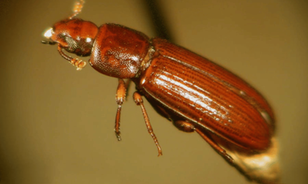 Red Flour Beetle