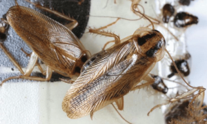 Effective Strategies for German Cockroach Management