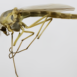 Flies Midges and gnats