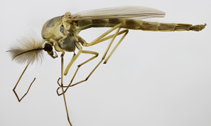 Flies Midges and gnats