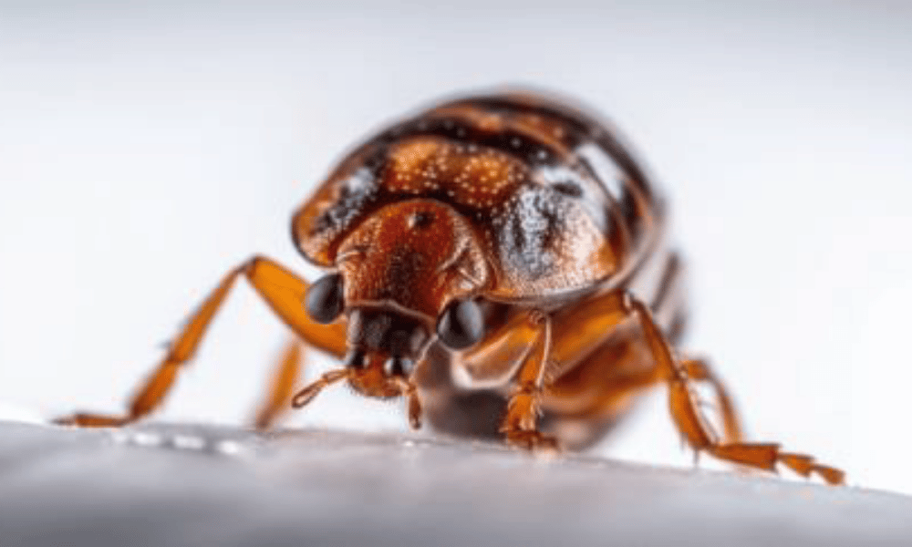 Bed Bug