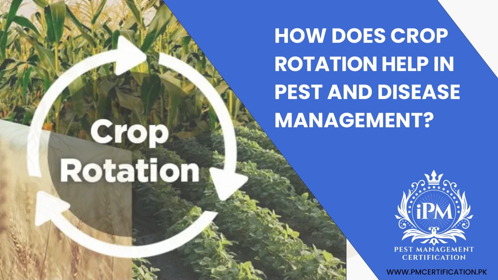How crop rotation supports pest management naturally by reducing soil-borne diseases and pests.